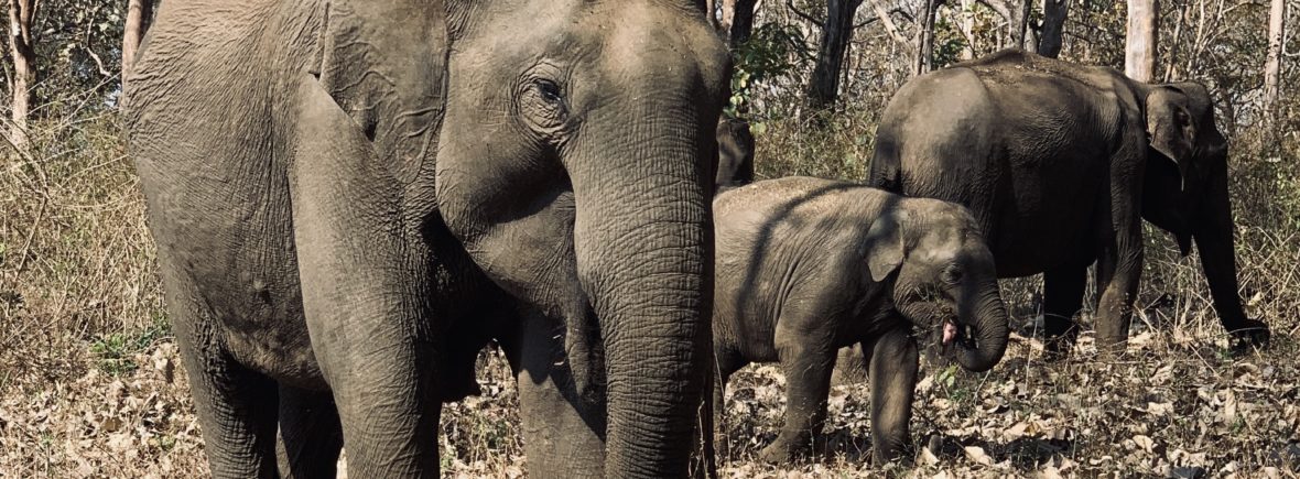 wild elephants
